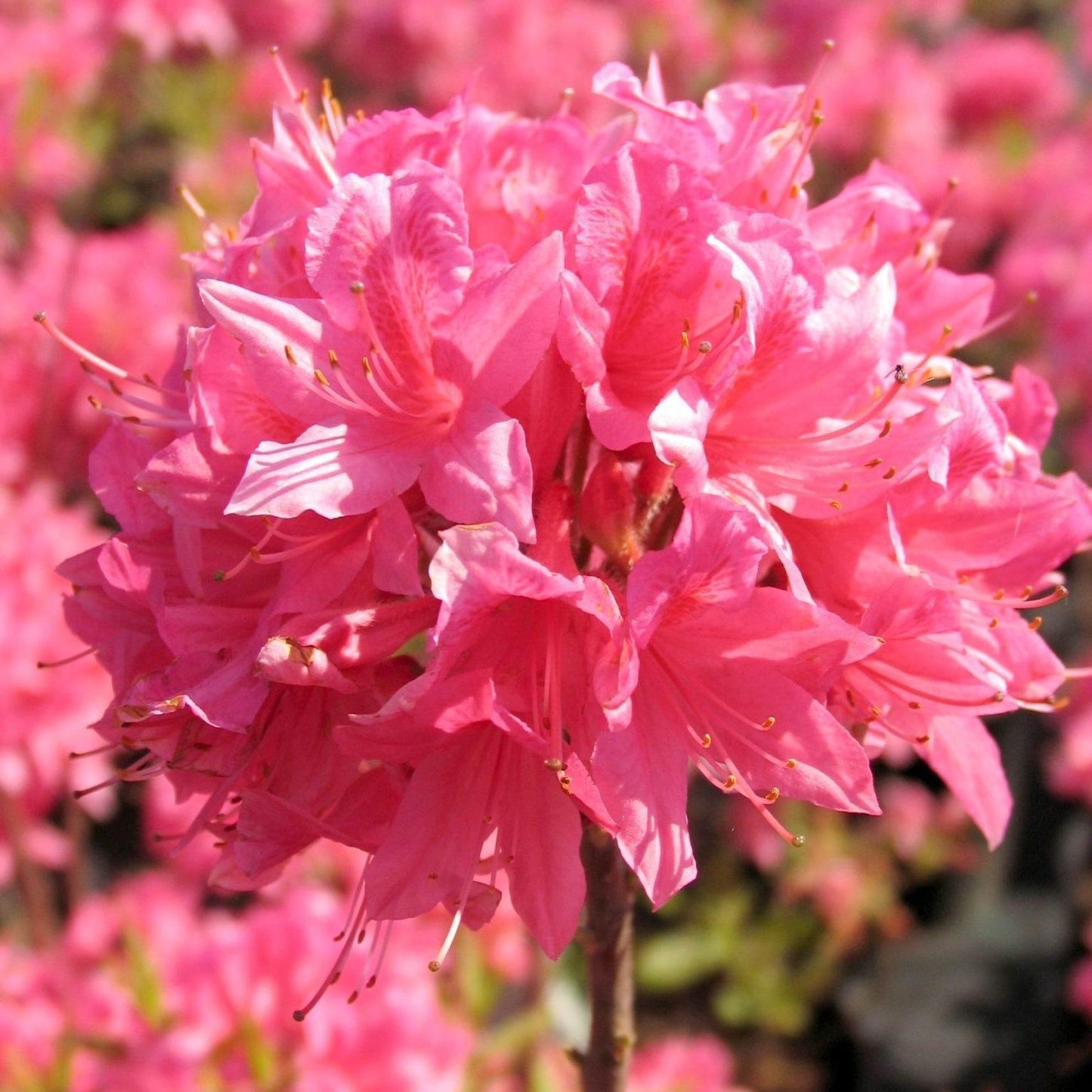 Azalea Rosy Lights - View 1 from www redcrocus com