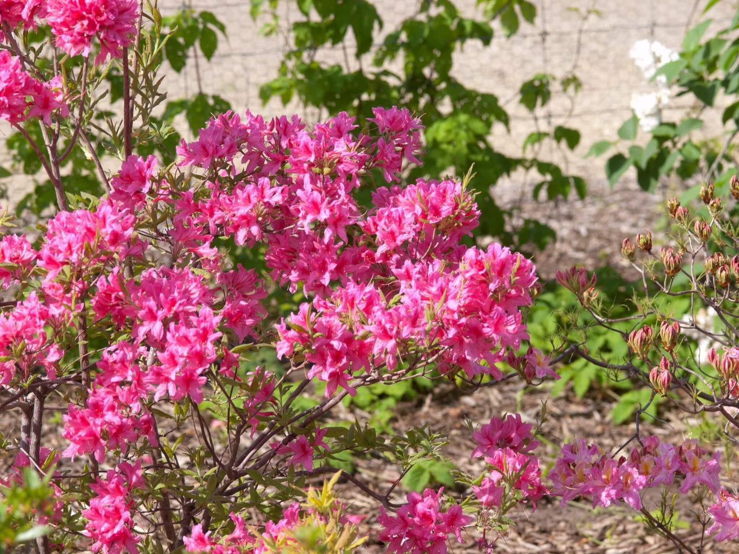 Azalea Rosy Lights - View 2 from www redcrocus com