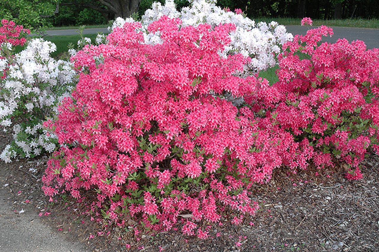 Azalea Rosy Lights - View 4 from www redcrocus com