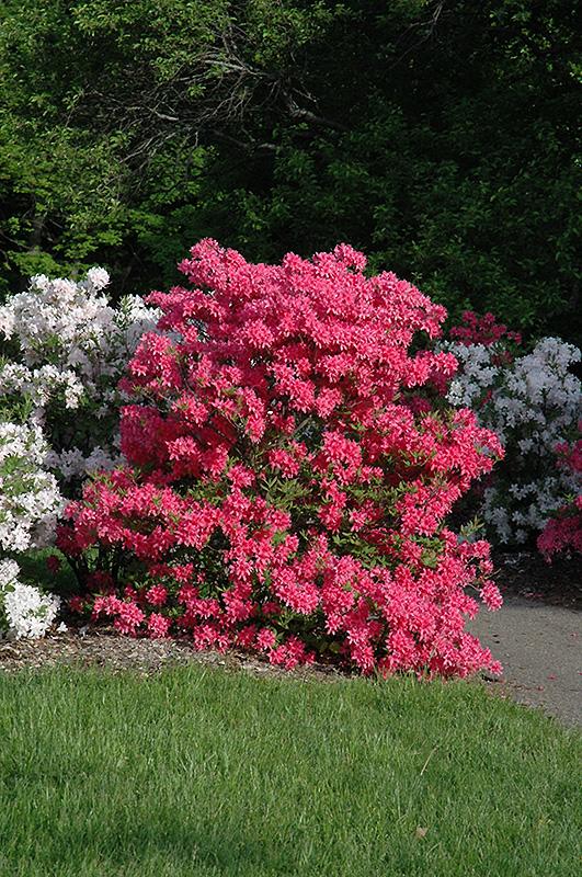 Azalea Rosy Lights - View 5 from www redcrocus com