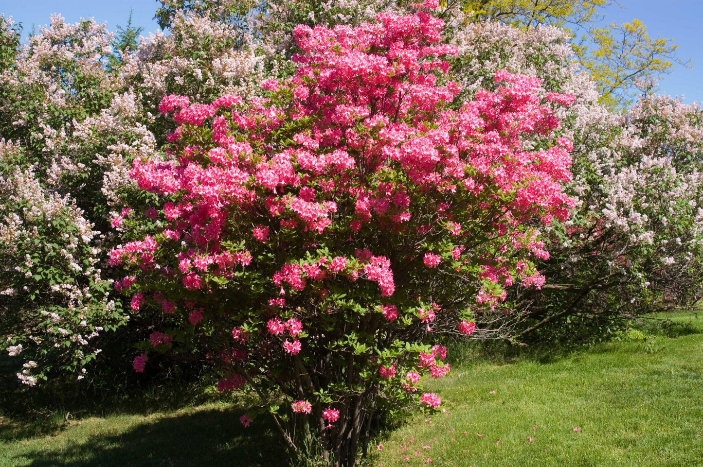 Azalea Rosy Lights - View 6 from www redcrocus com