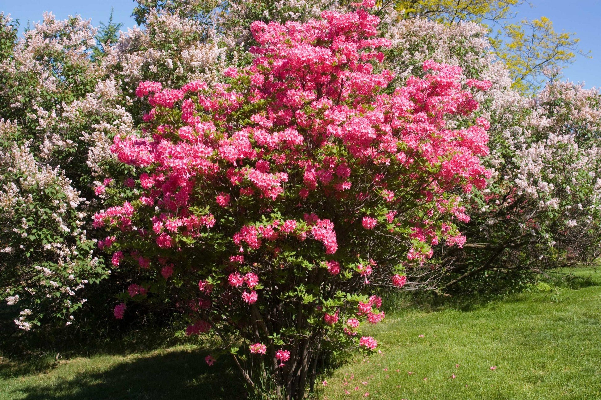 Azalea Rosy Lights - View 6 from www redcrocus com