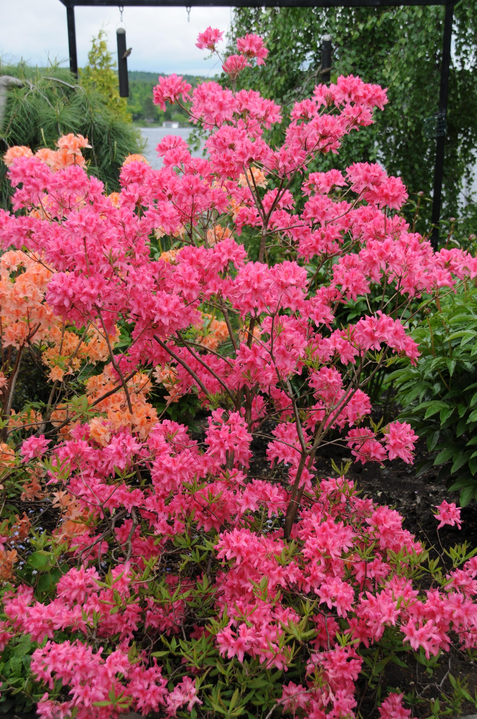 Azalea Rosy Lights - View 7 from www redcrocus com