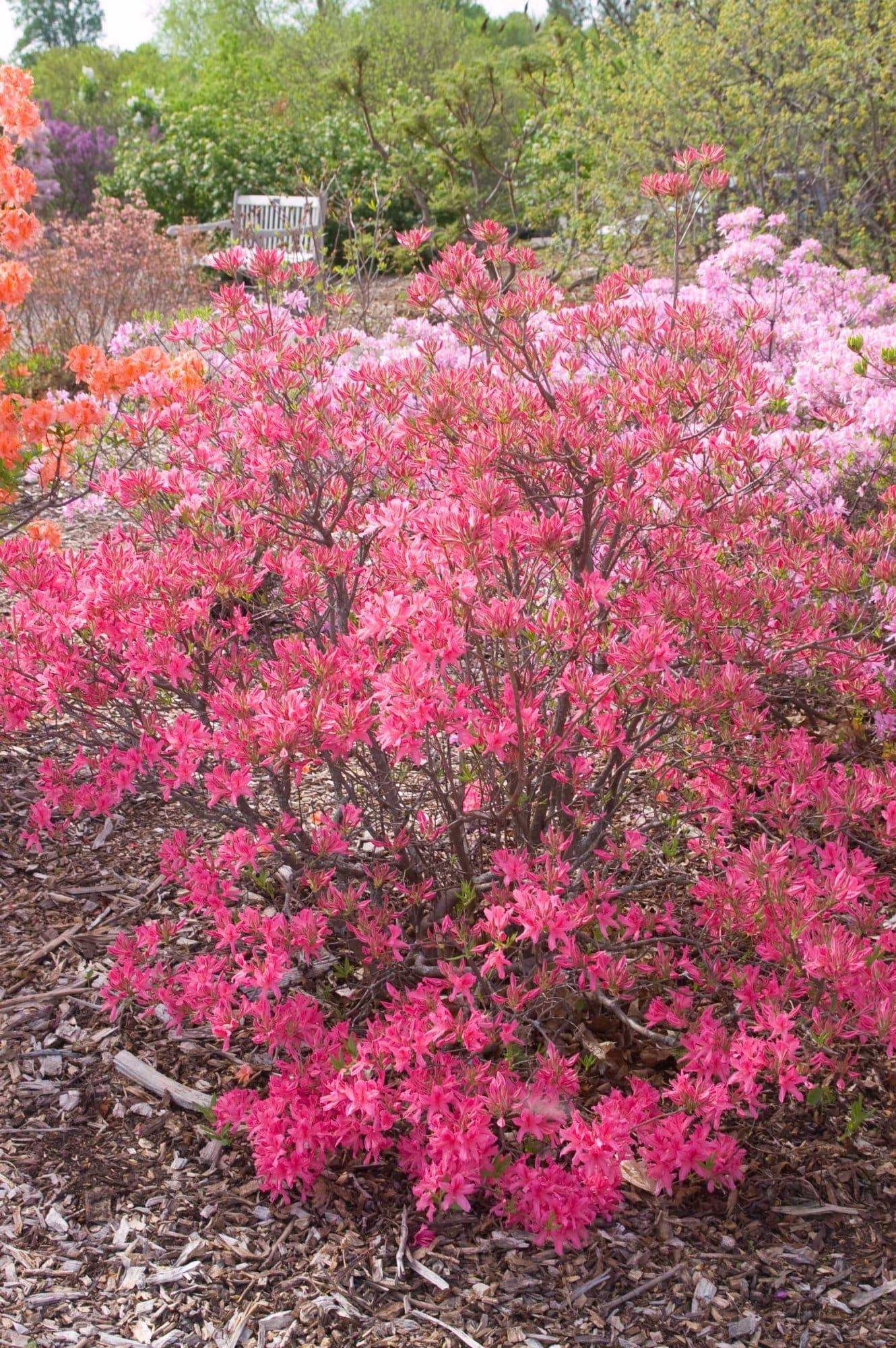 Azalea Rosy Lights - View 8 from www redcrocus com