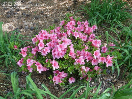 Azalea Girard S Renee Michelle - View 1 from www redcrocus com