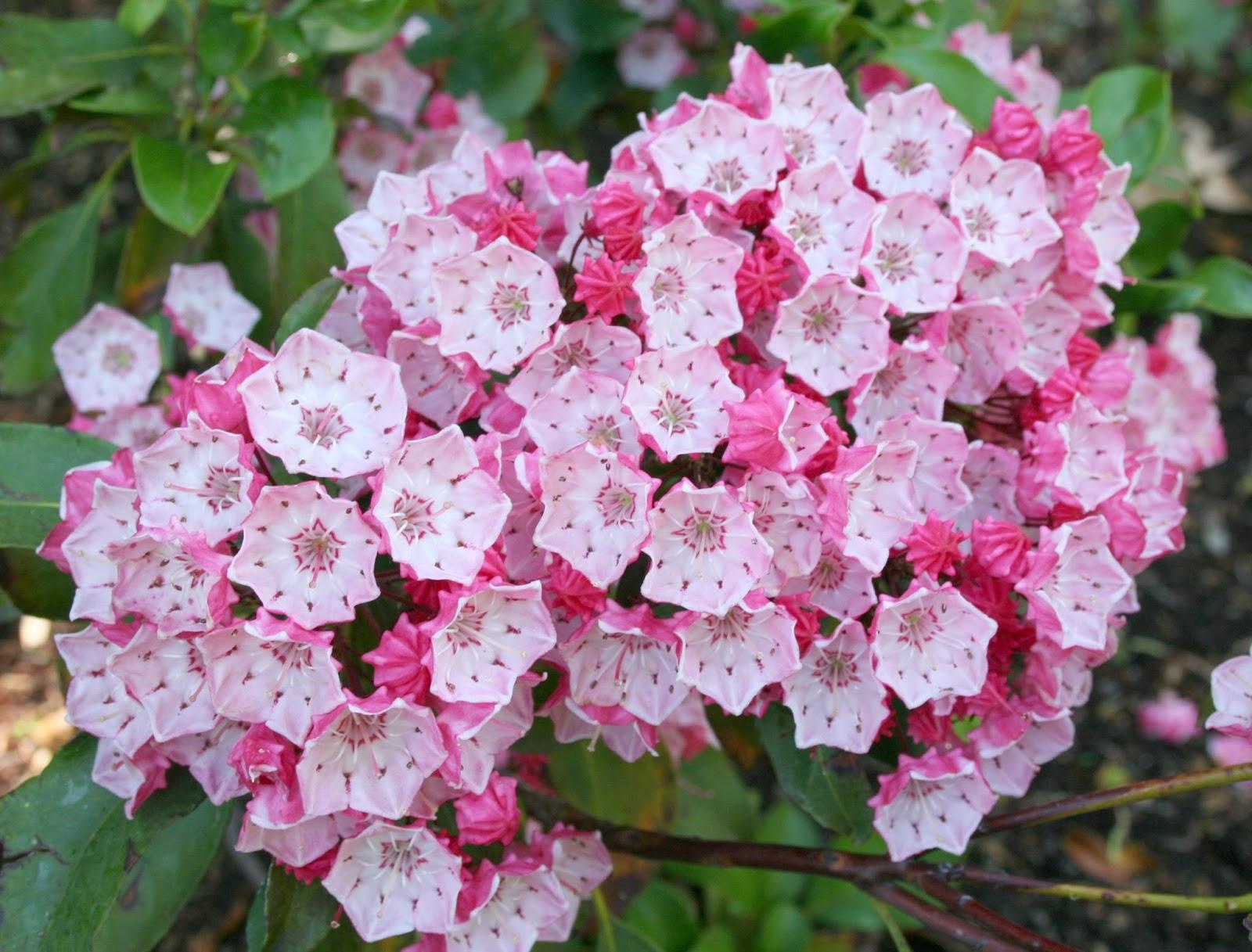 Kalmia Latifolia - View 11 from www redcrocus com