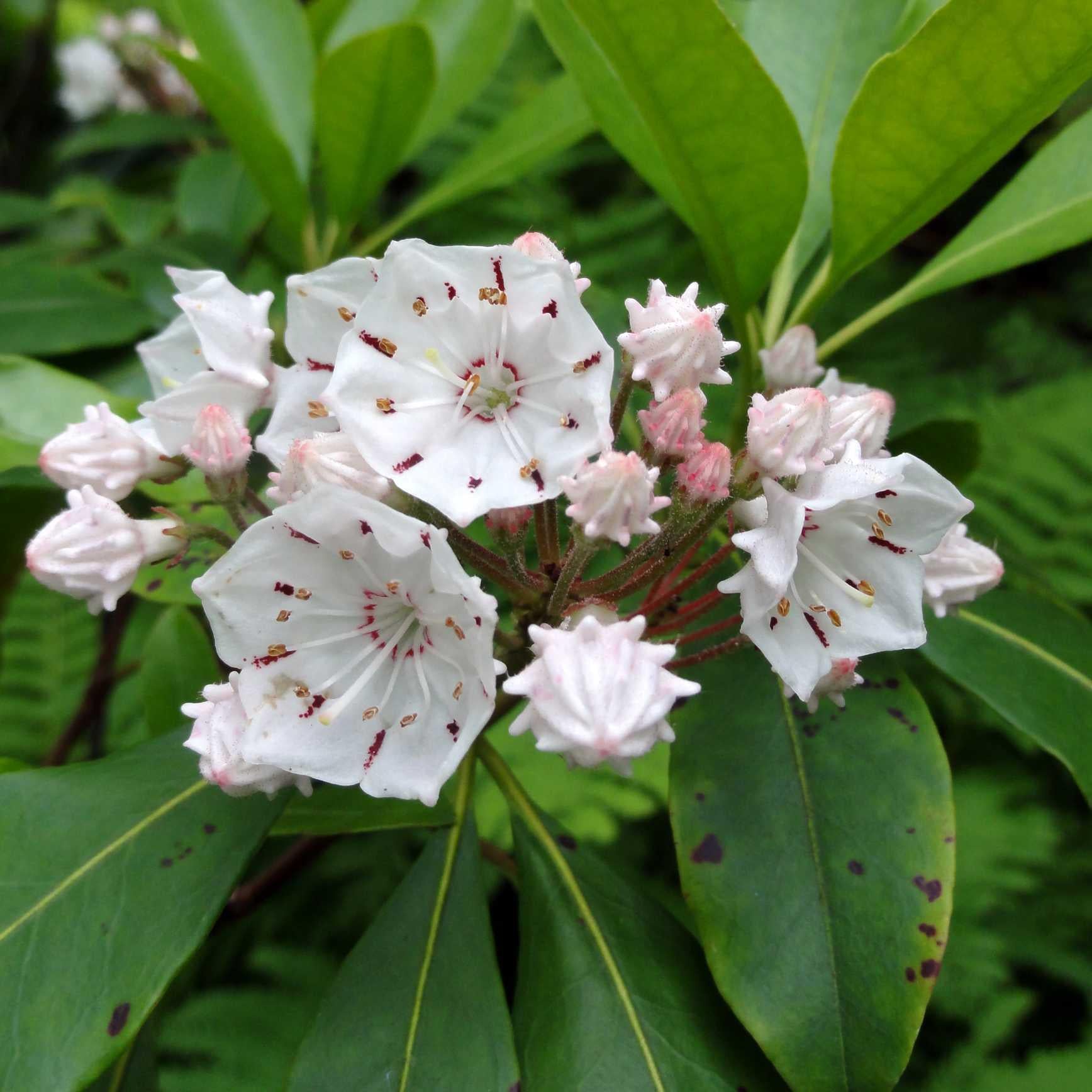 Kalmia Latifolia - View 6 from www redcrocus com