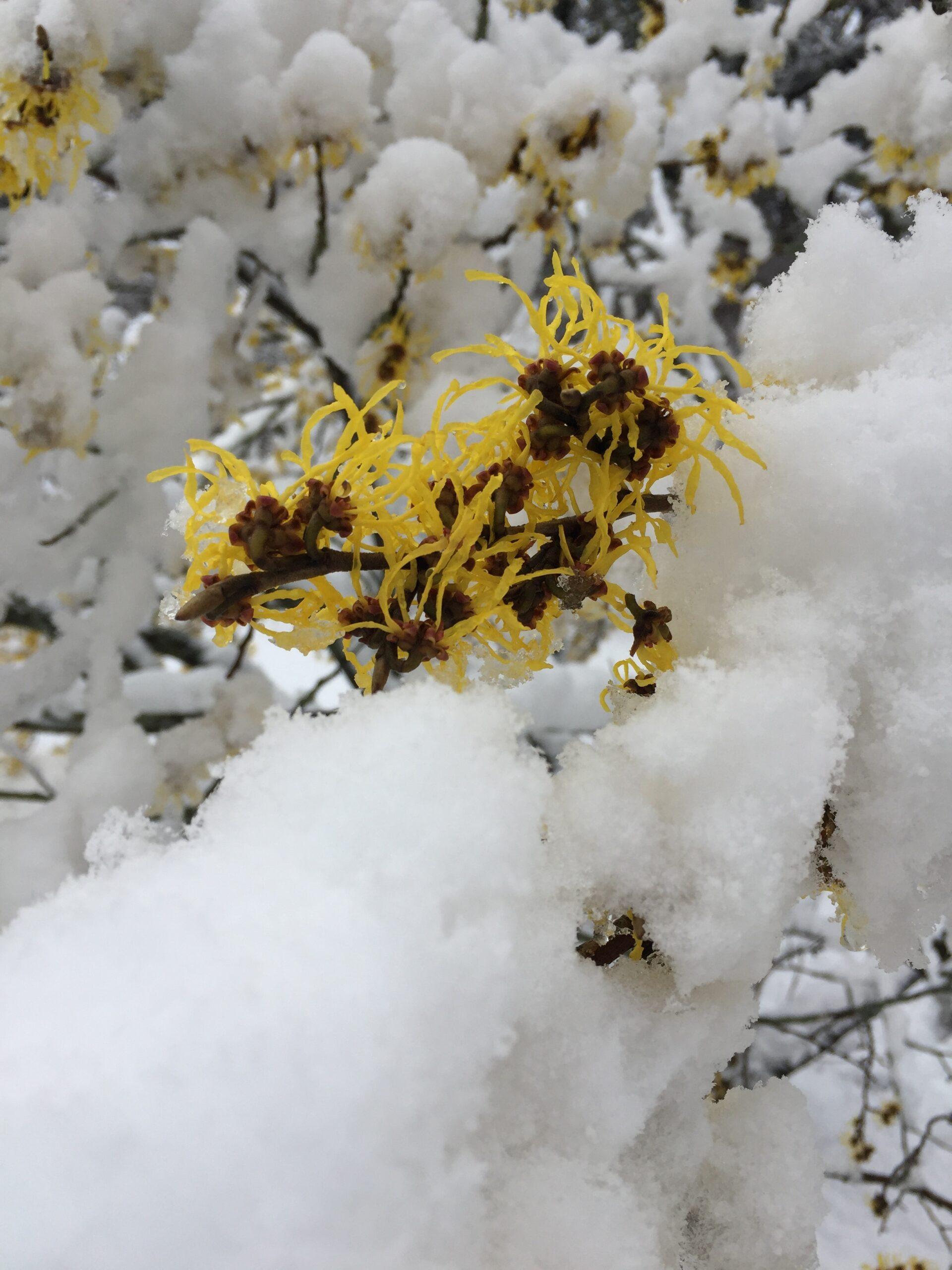 Hamamelis Intermedia 'arnold Promise' - View 13 from www redcrocus com