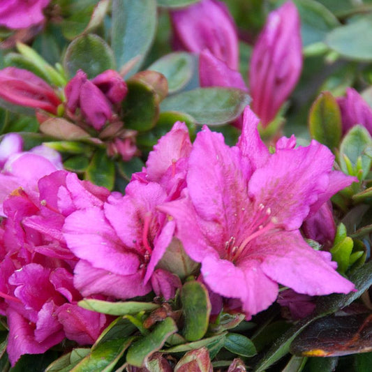 Azalea Girard S Fuchsia - View 10 from www redcrocus com