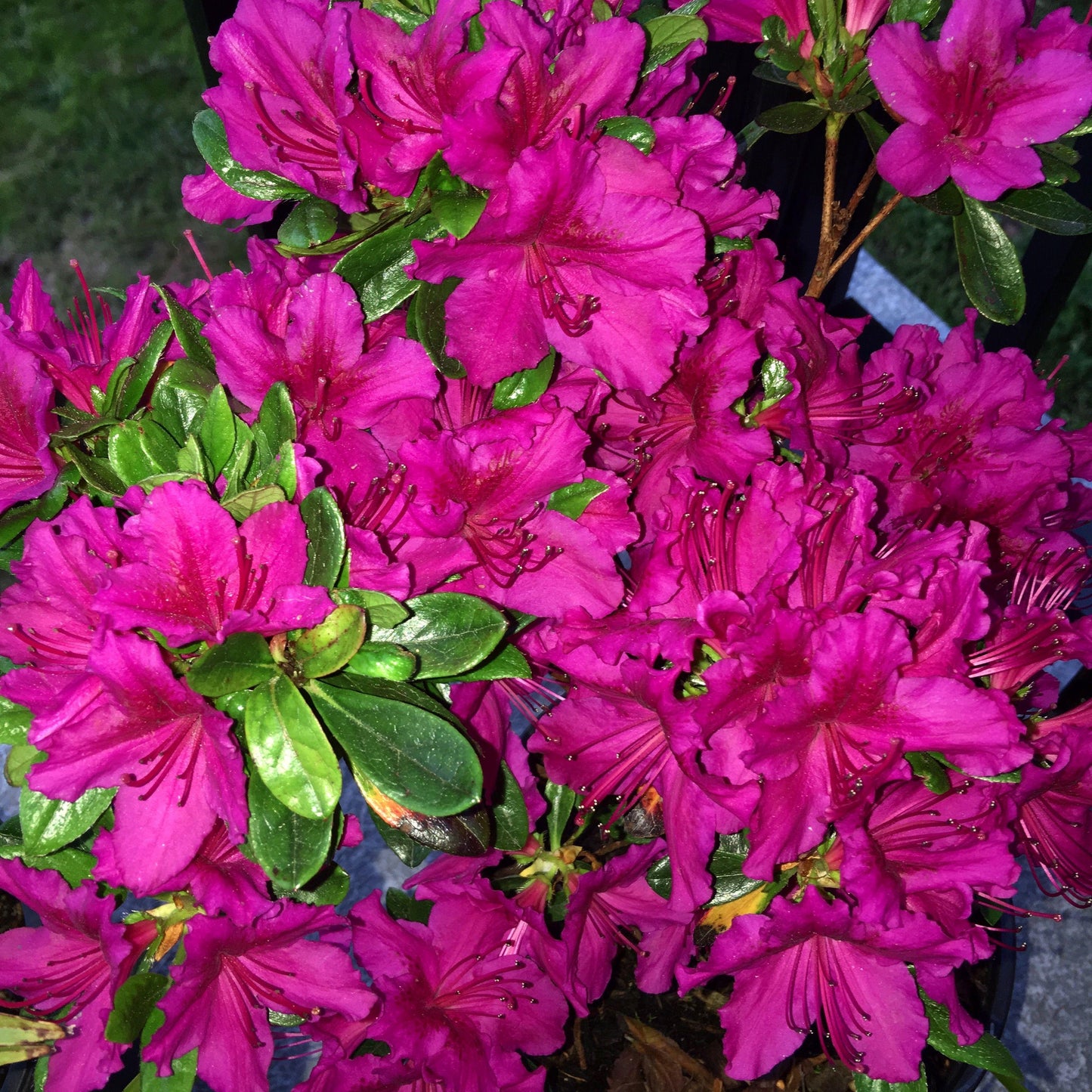 Azalea Girard S Fuchsia - View 11 from www redcrocus com