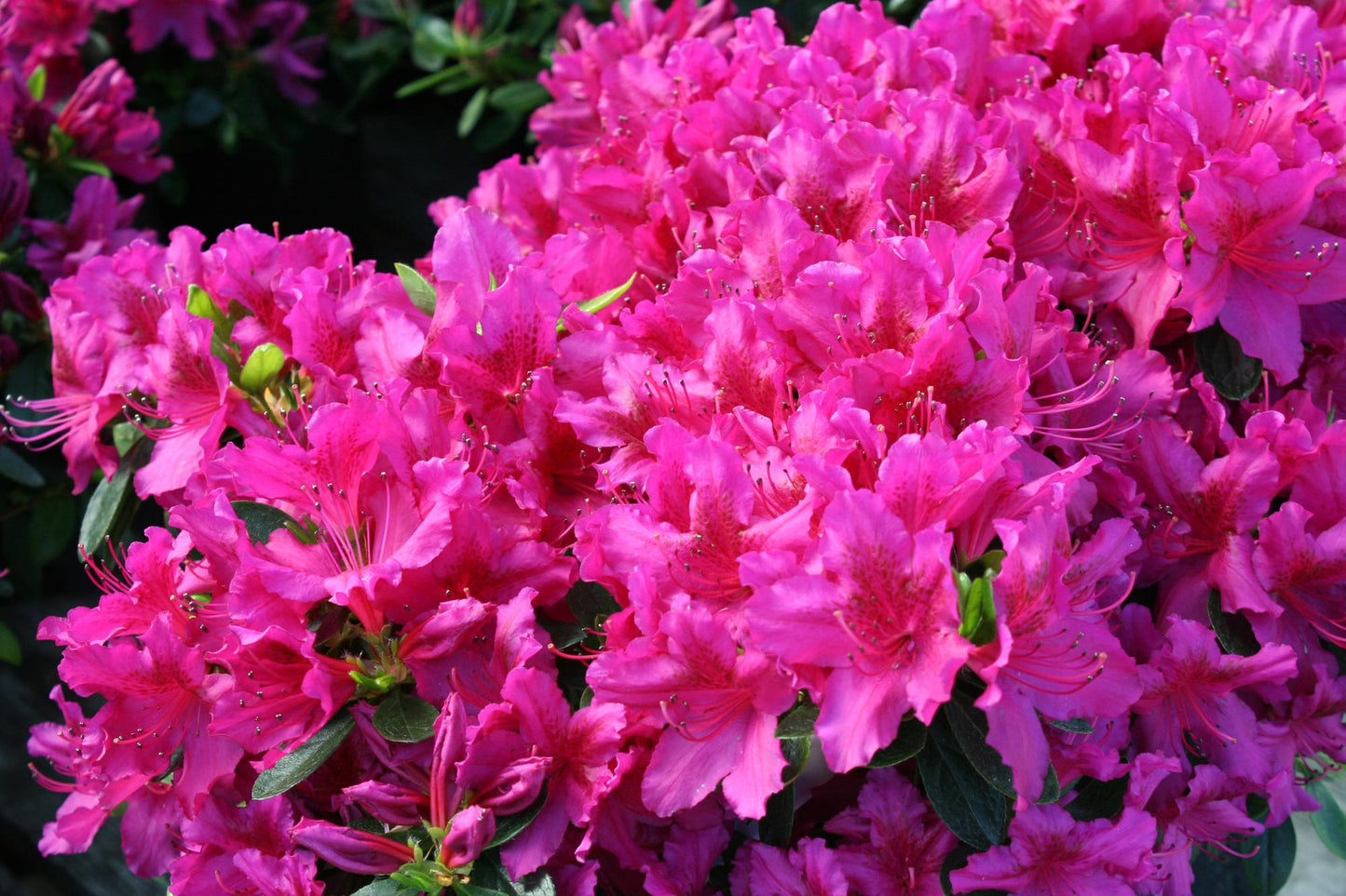 Azalea Girard S Fuchsia - View 13 from www redcrocus com