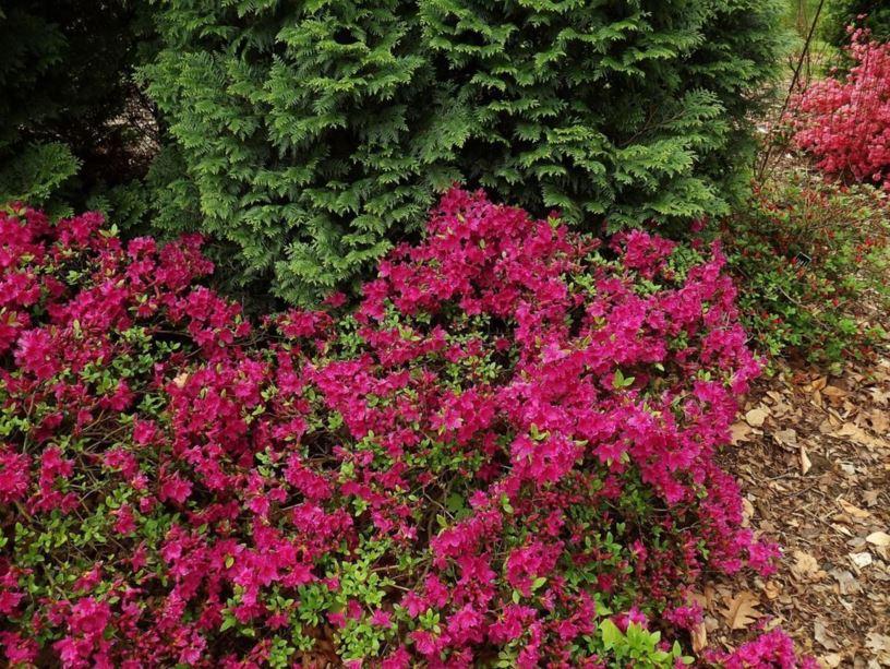 Azalea Girard S Fuchsia - View 14 from www redcrocus com