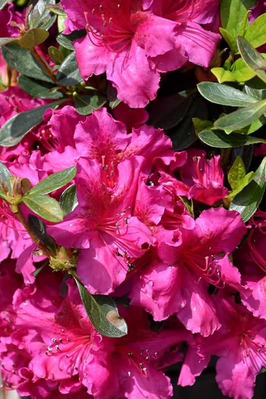 Azalea Girard S Fuchsia - View 16 from www redcrocus com