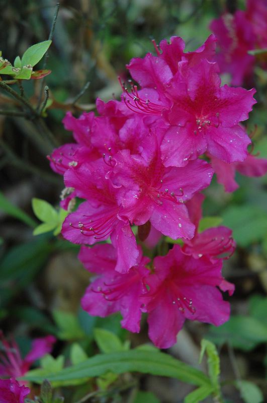 Azalea Girard S Fuchsia - View 17 from www redcrocus com
