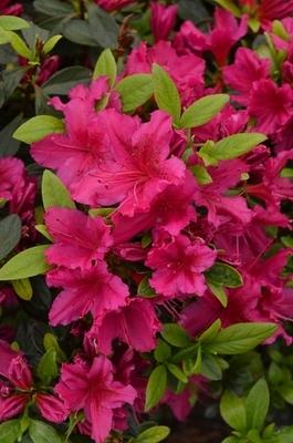 Azalea Girard S Fuchsia - View 18 from www redcrocus com