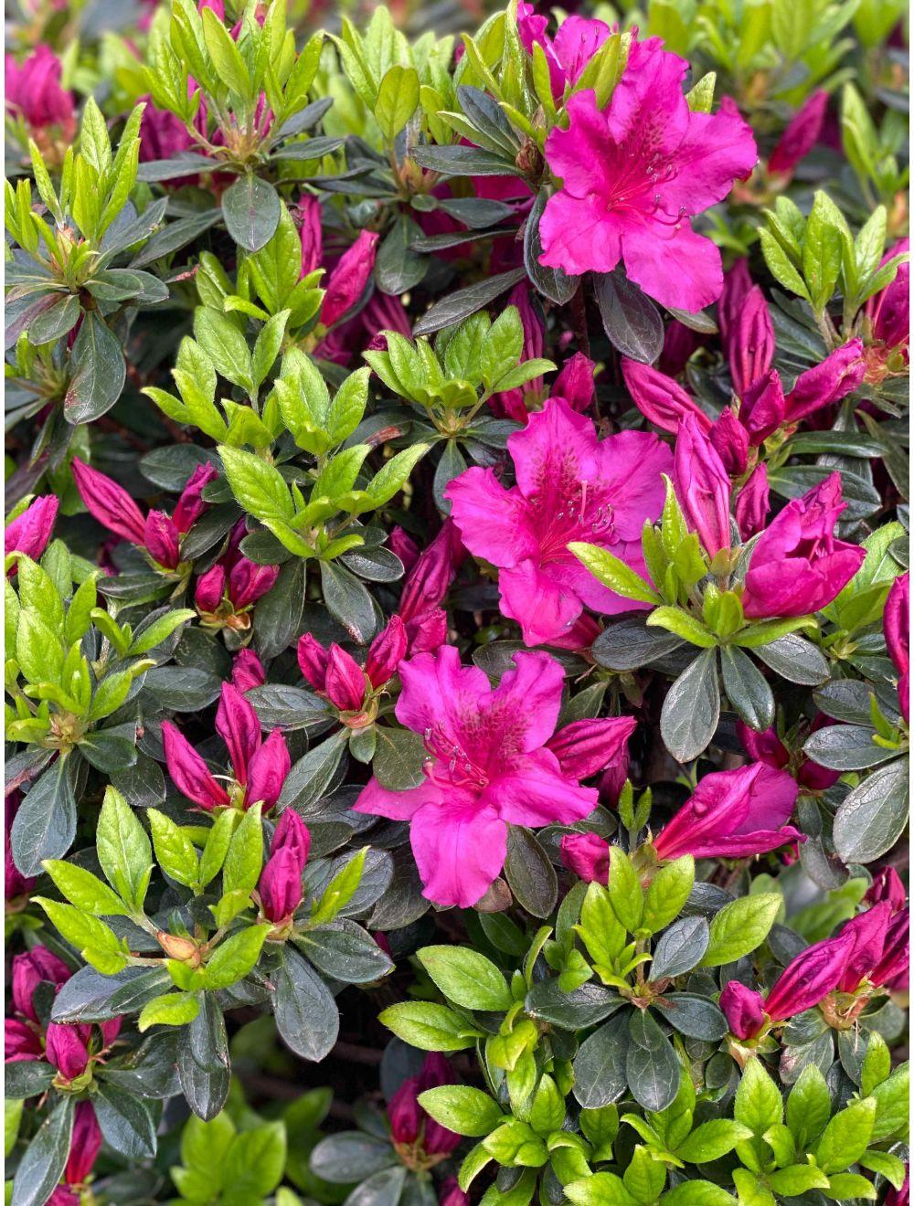 Azalea Girard S Fuchsia - View 1 from www redcrocus com