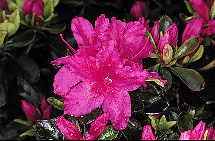 Azalea Girard S Fuchsia - View 3 from www redcrocus com
