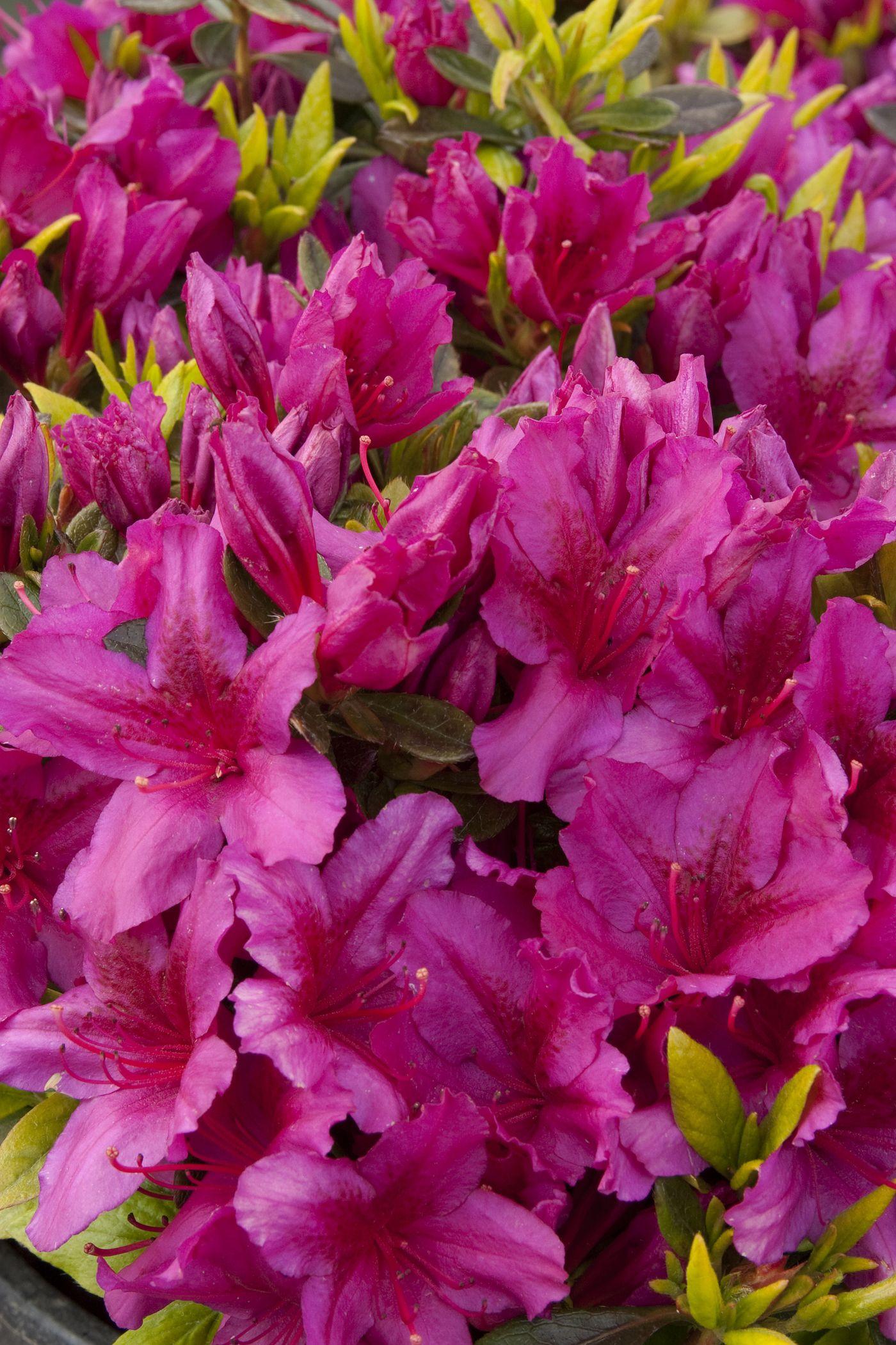 Azalea Girard S Fuchsia - View 5 from www redcrocus com