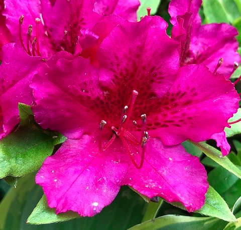 Azalea Girard S Fuchsia - View 5 from www redcrocus com