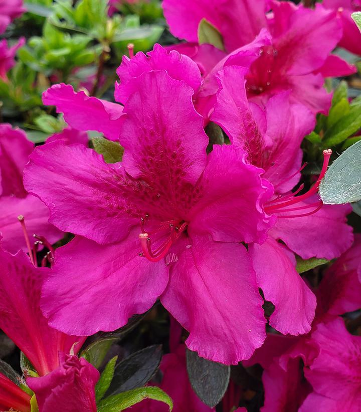 Azalea Girard S Fuchsia - View 6 from www redcrocus com