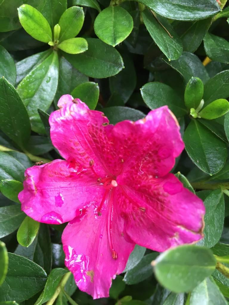 Azalea Girard S Fuchsia - View 7 from www redcrocus com