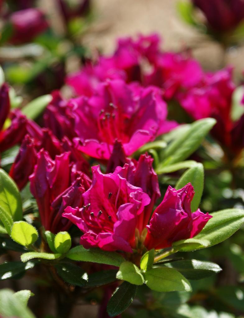 Azalea Girard S Fuchsia - View 8 from www redcrocus com