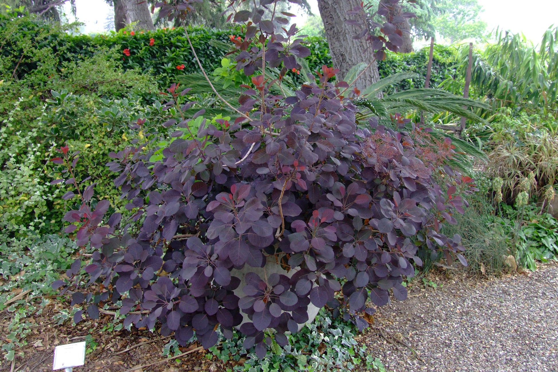 Cotinus Coggygria 'royal Purple' - View 12 from www redcrocus com