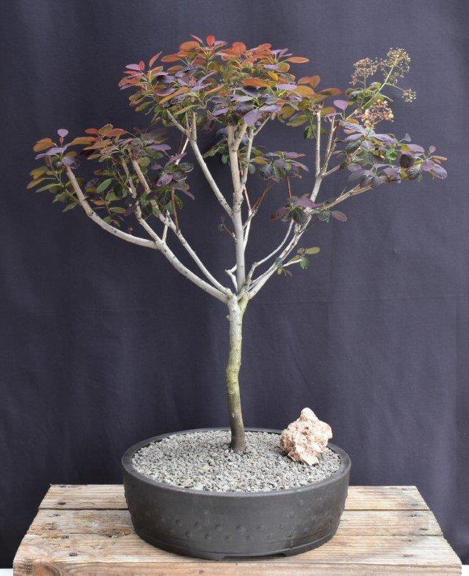 Cotinus Coggygria 'royal Purple' - View 25 from www redcrocus com