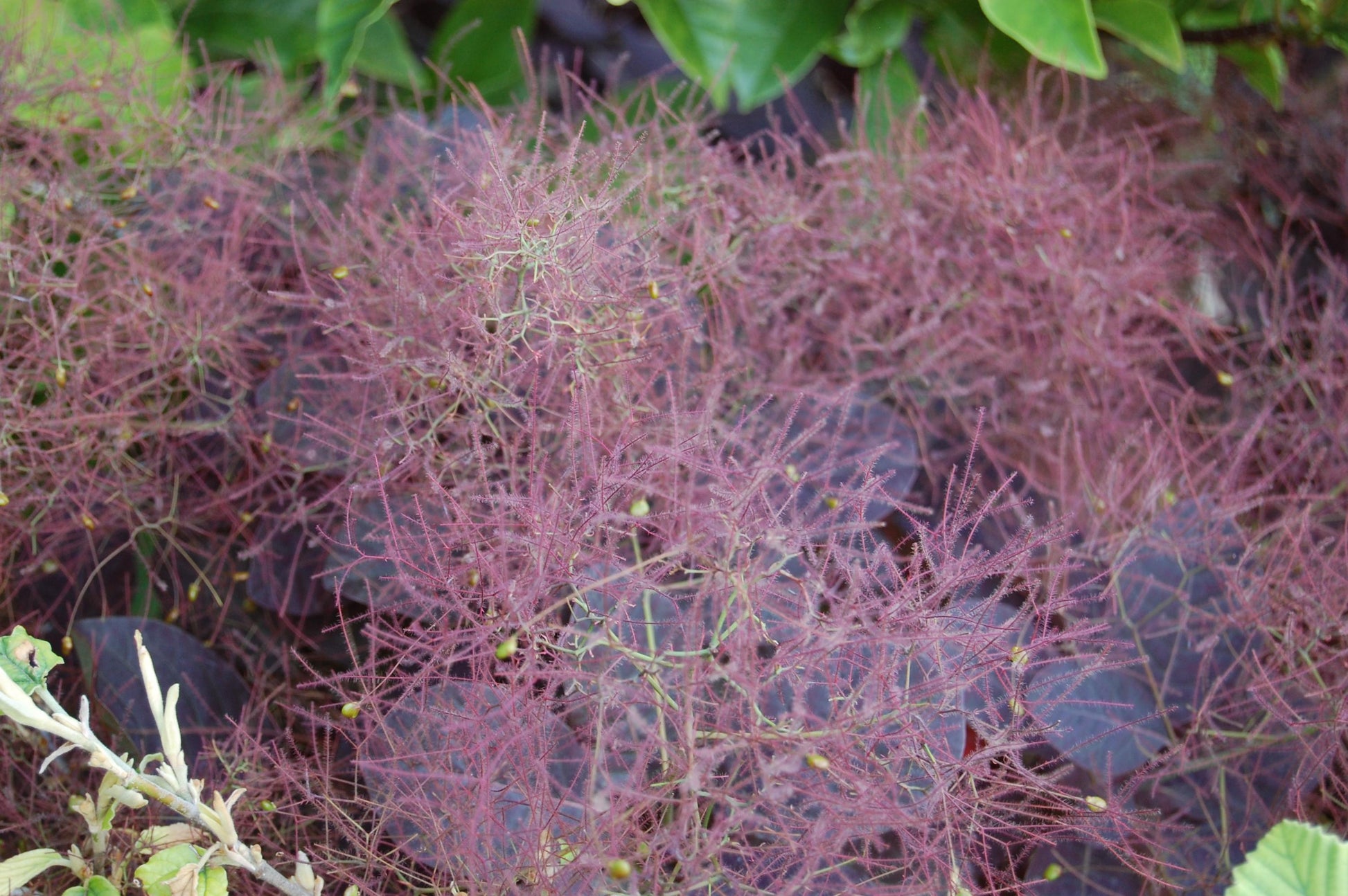 Cotinus Coggygria 'royal Purple' - View 3 from www redcrocus com