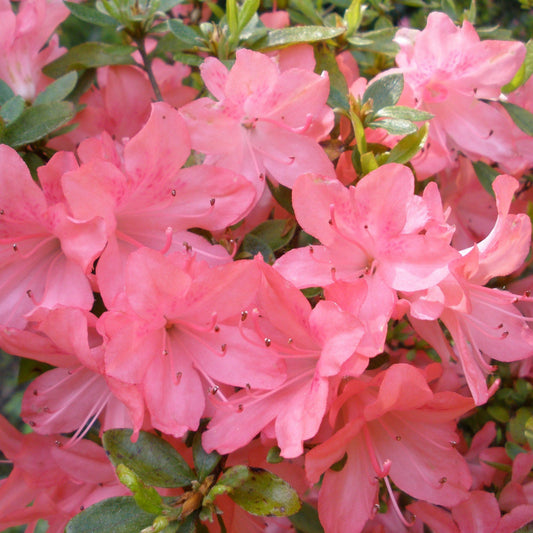 Azalea Blaauw S Pink - View 1 from www redcrocus com