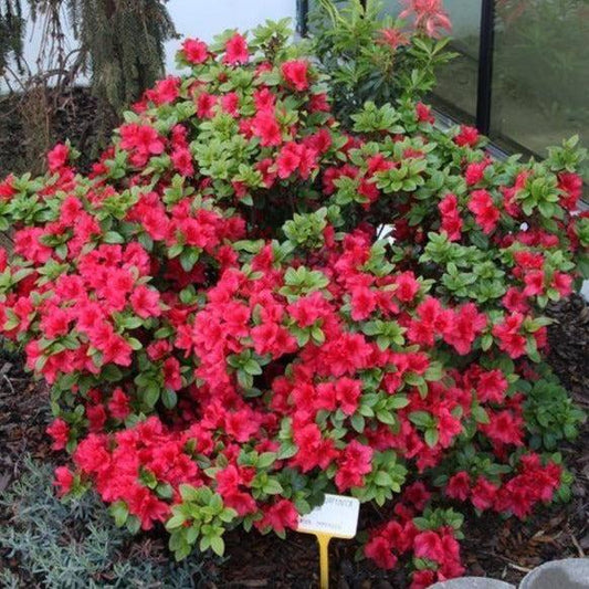 Azalea Johanna - View 1 from www redcrocus com