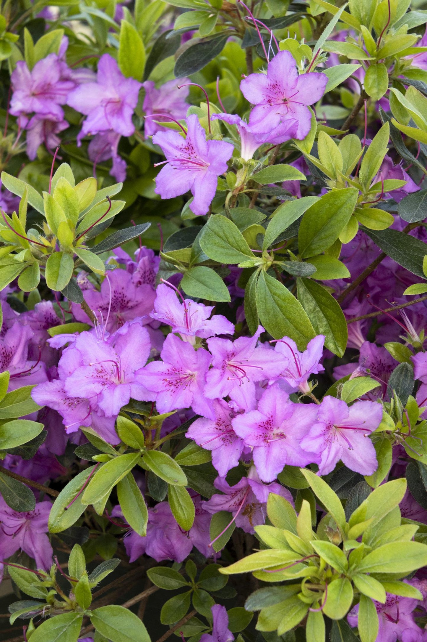 Azalea Karen - View 13 from www redcrocus com