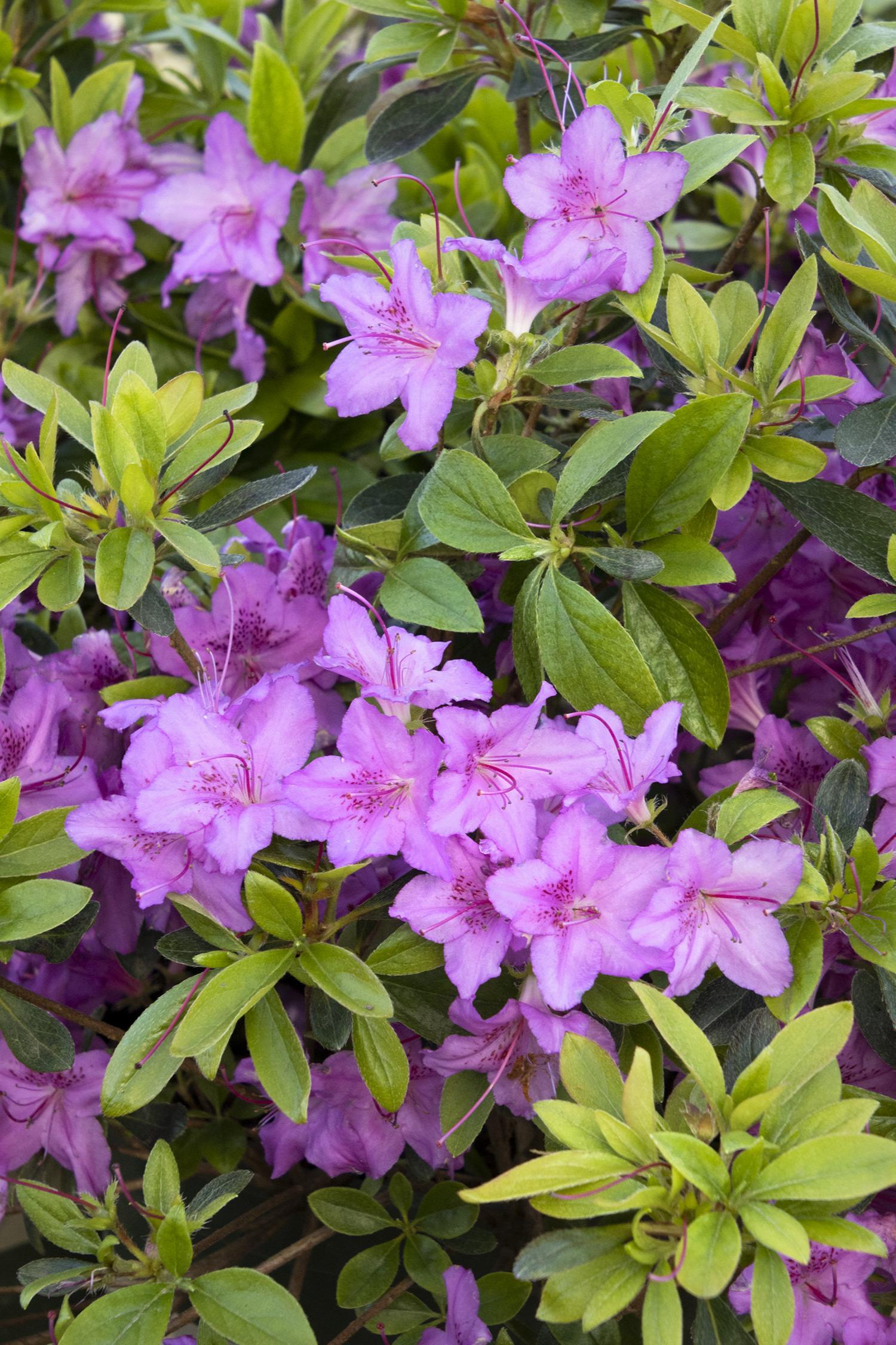 Azalea Karen - View 13 from www redcrocus com