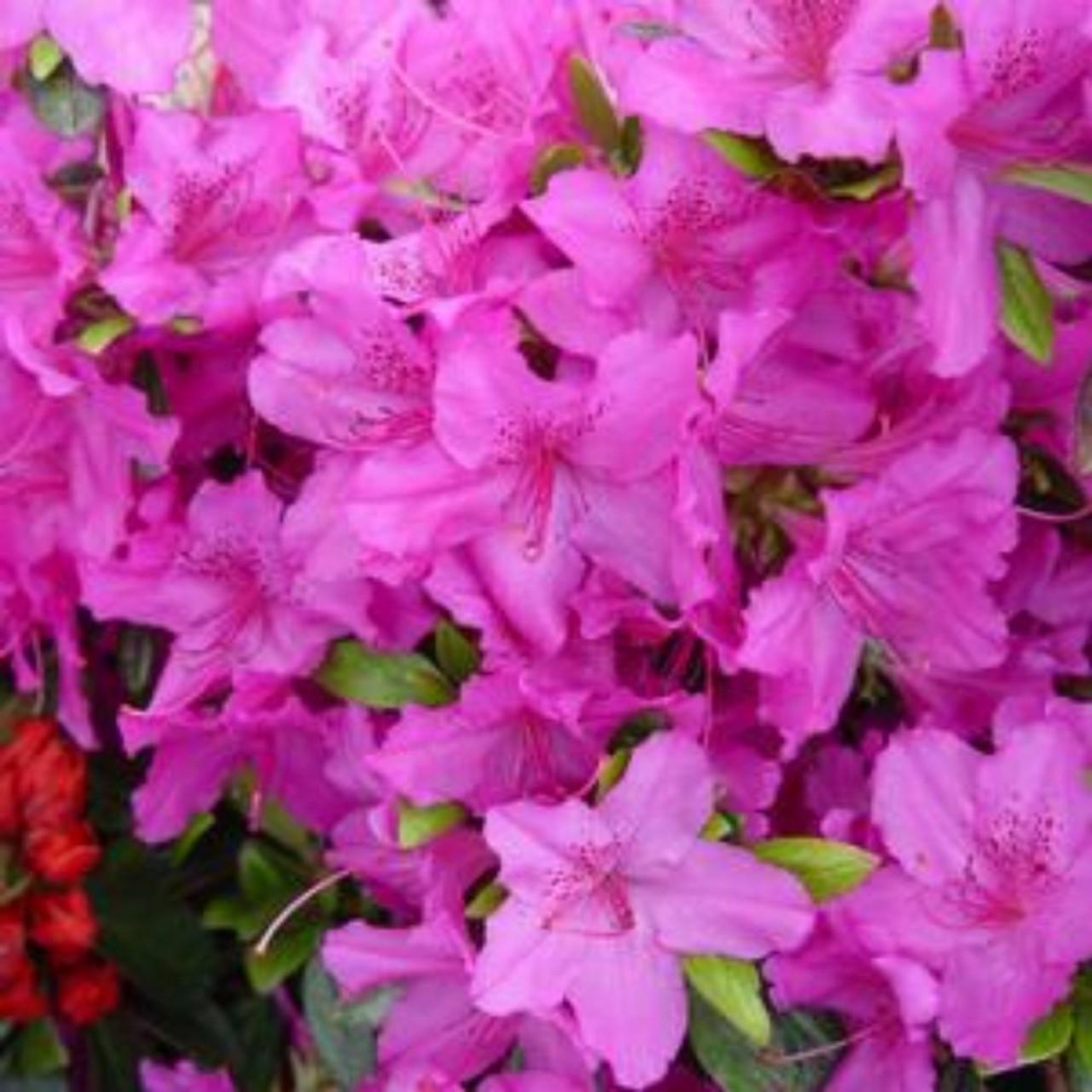 Azalea Karen - View 18 from www redcrocus com