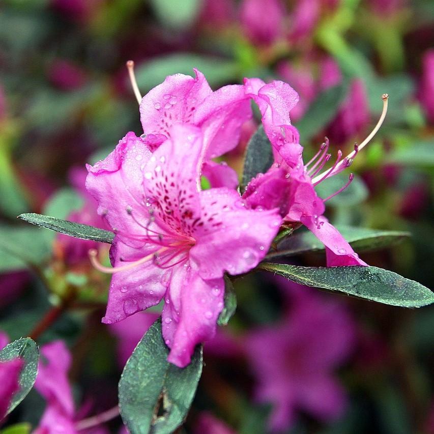 Azalea Karen - View 19 from www redcrocus com