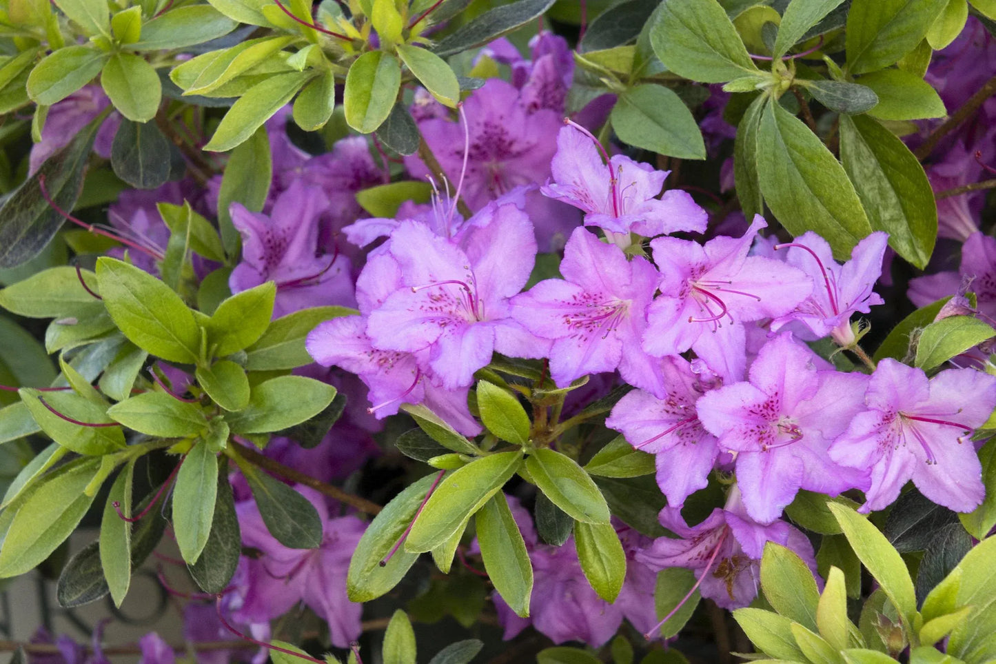 Azalea Karen - View 4 from www redcrocus com