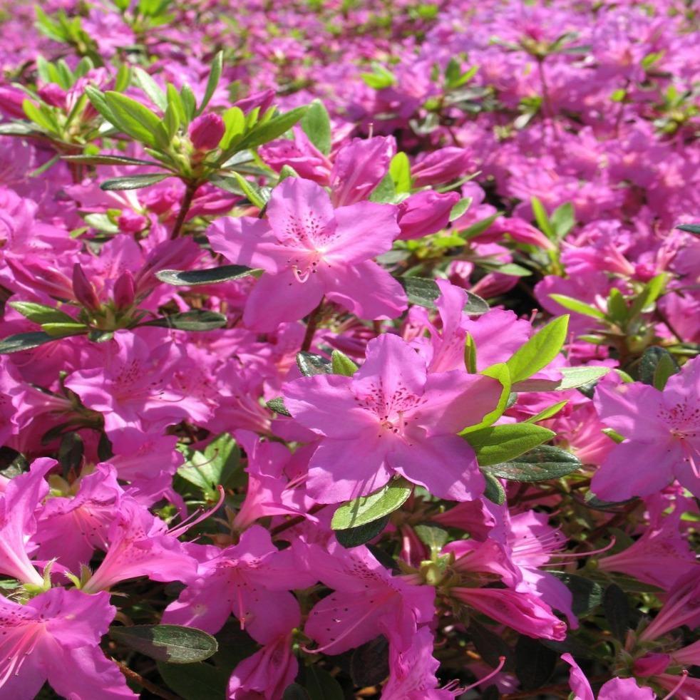 Azalea Karen - View 8 from www redcrocus com
