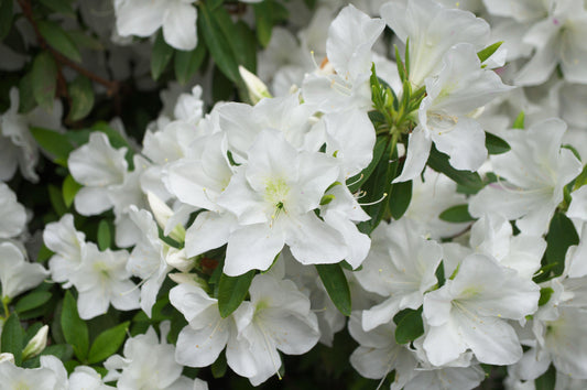 Azalea Girard S Pleasant White - View 10 from www redcrocus com