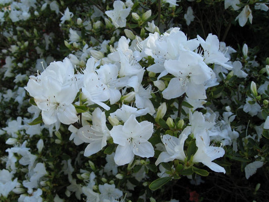 Azalea Girard S Pleasant White - View 1 from www redcrocus com