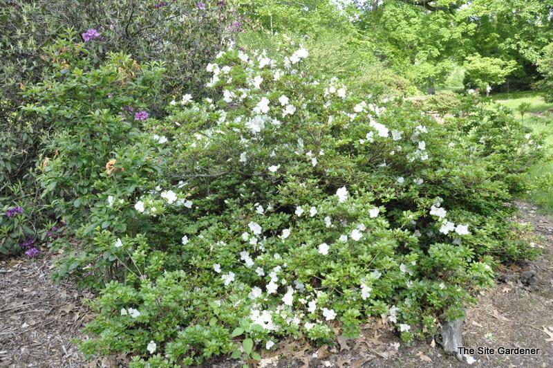 Azalea Girard S Pleasant White - View 4 from www redcrocus com