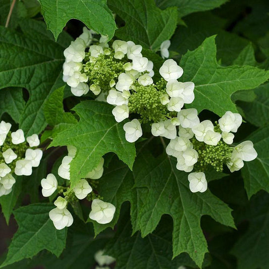 Hydrangea Quercifolia - View 1 from www redcrocus com
