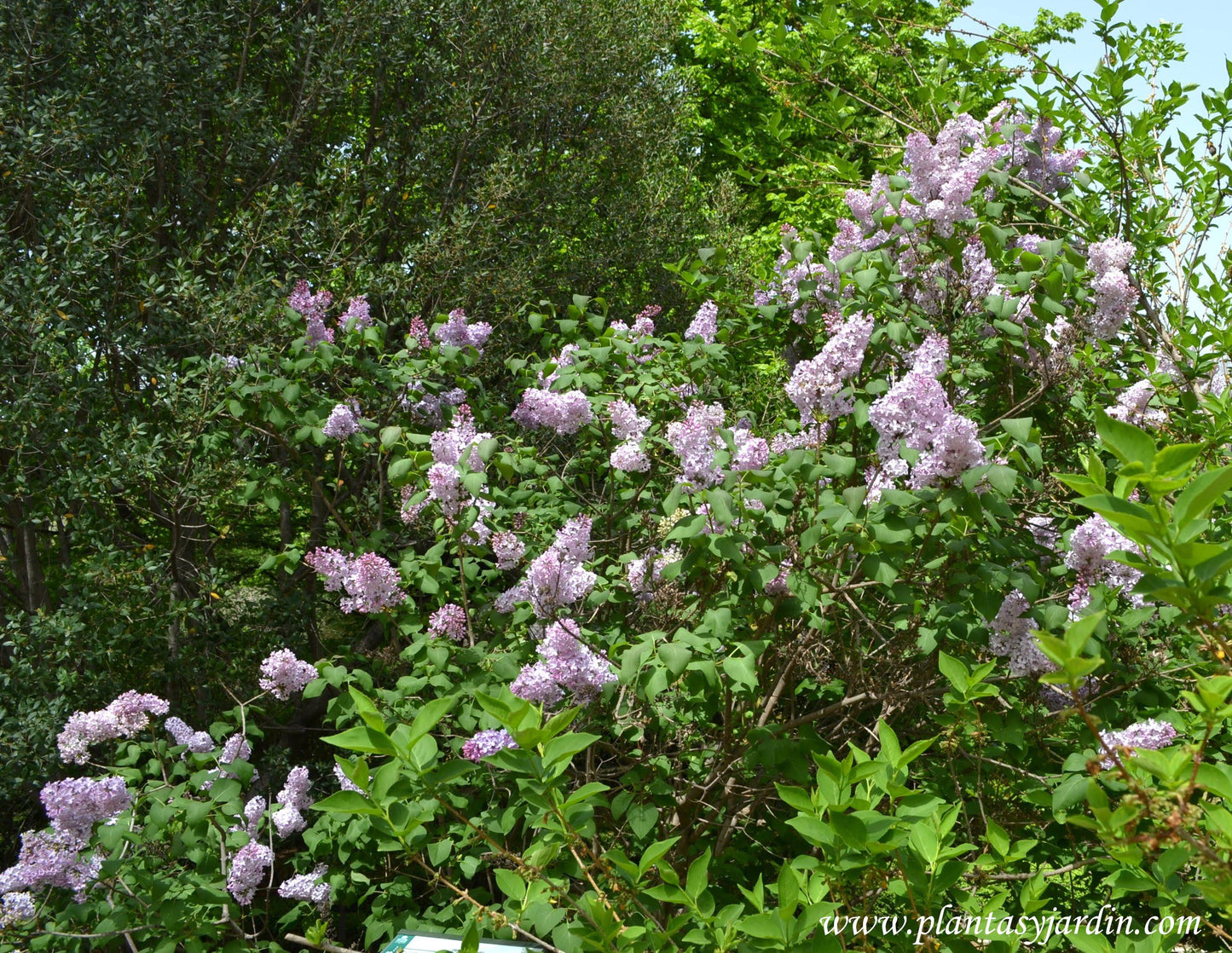 Syringa Vulgaris - View 10 from www redcrocus com