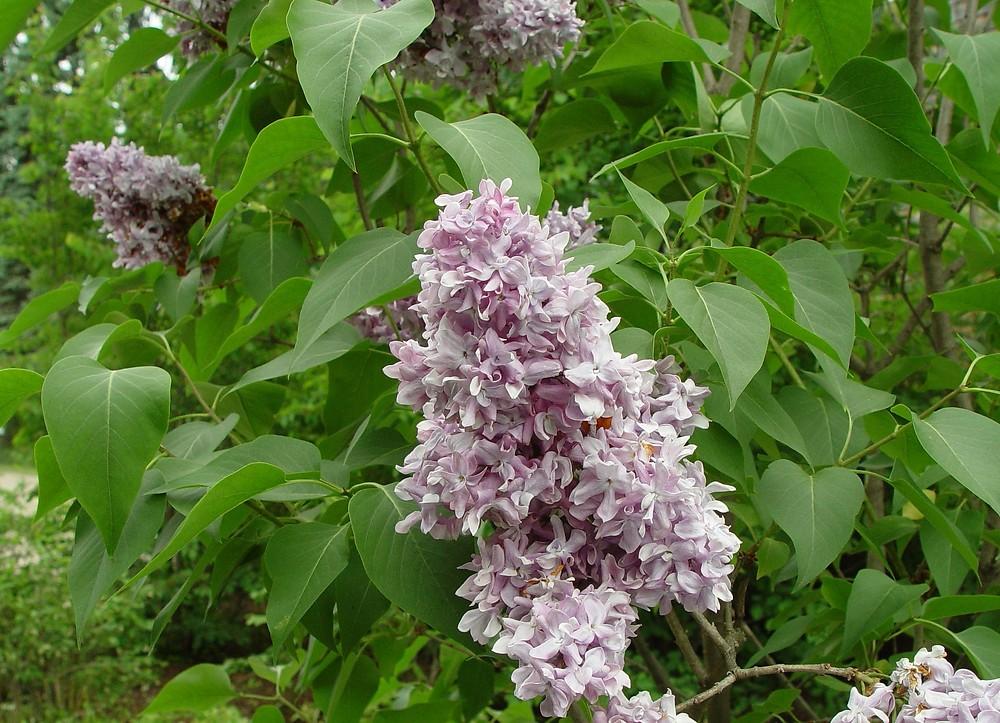 Syringa Vulgaris - View 3 from www redcrocus com