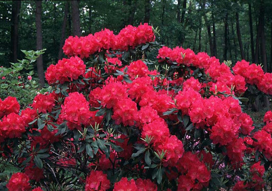 Rhododendron Nova Zembla - View 10 from www redcrocus com
