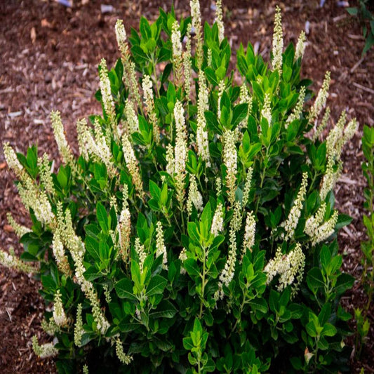 Clethra Alnifolia - View 10 from www redcrocus com