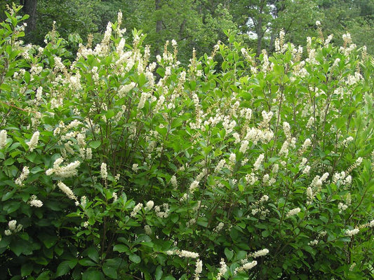 Clethra Alnifolia - View 1 from www redcrocus com