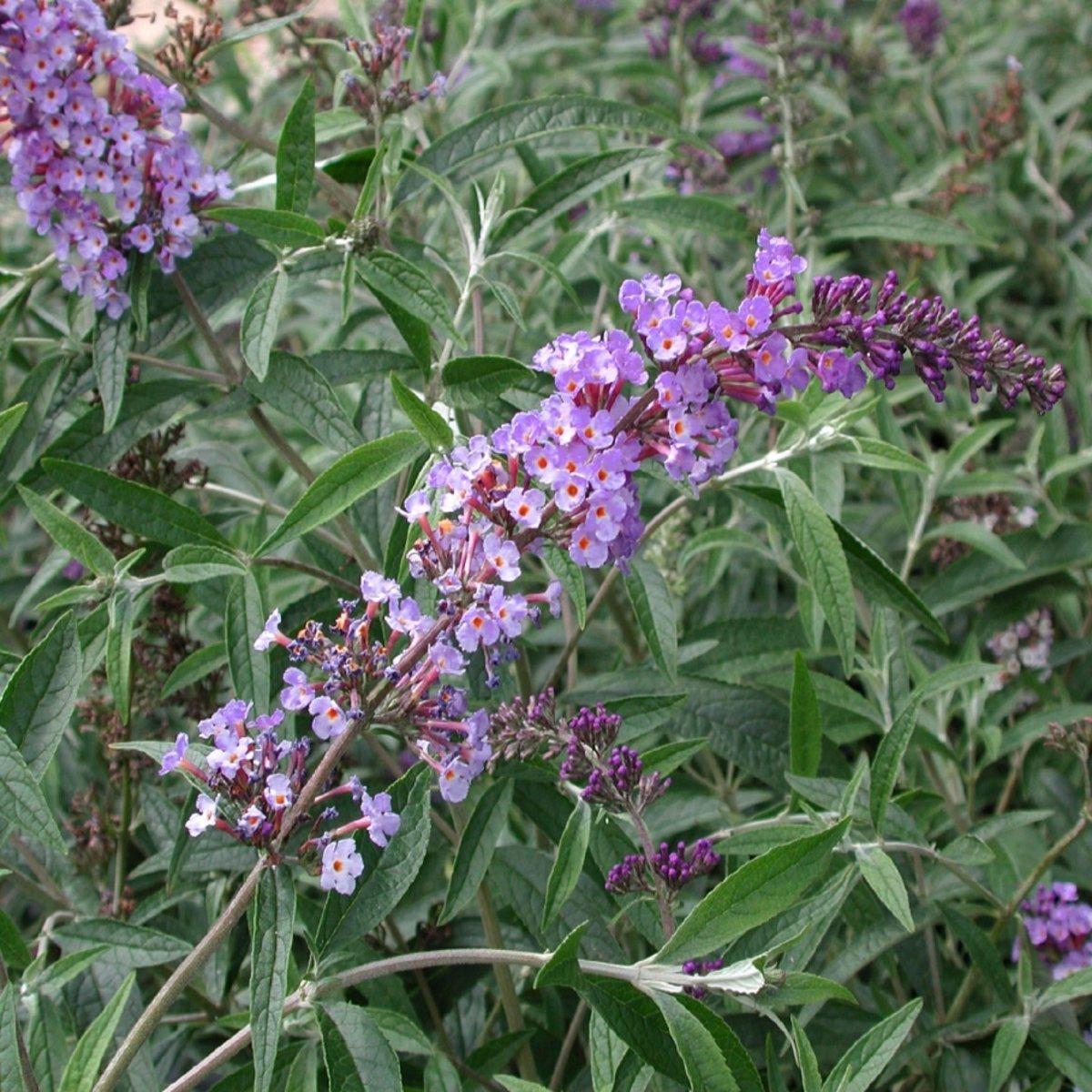 Buddleia Davidii Nanho Purple - View 10 from www redcrocus com