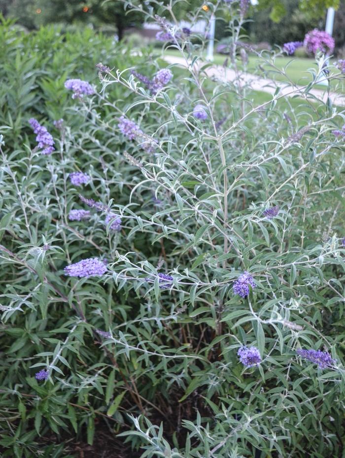Buddleia Davidii Nanho Purple - View 11 from www redcrocus com