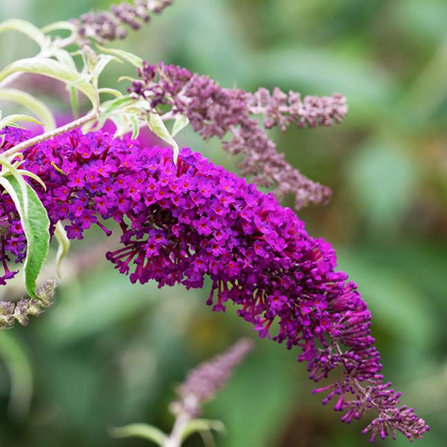 Buddleia Davidii Nanho Purple - View 12 from www redcrocus com