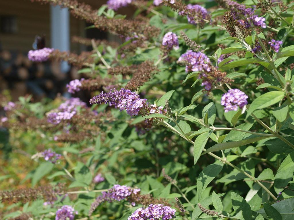 Buddleia Davidii Nanho Purple - View 14 from www redcrocus com